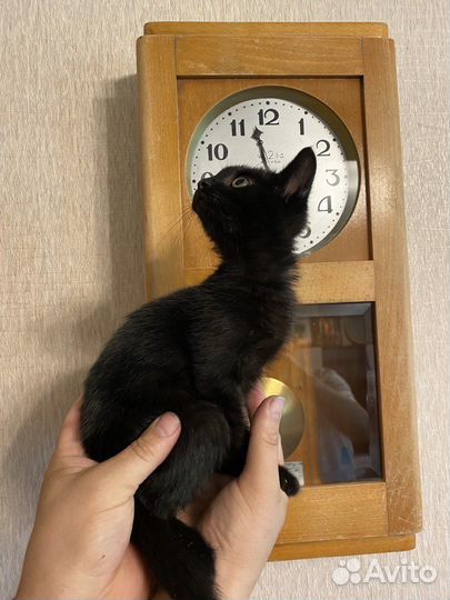 Отдам в хорошие руки черного котёнка