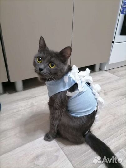 Кошечка в добрые руки