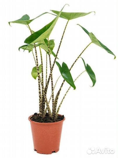 Алоказия Зебрина