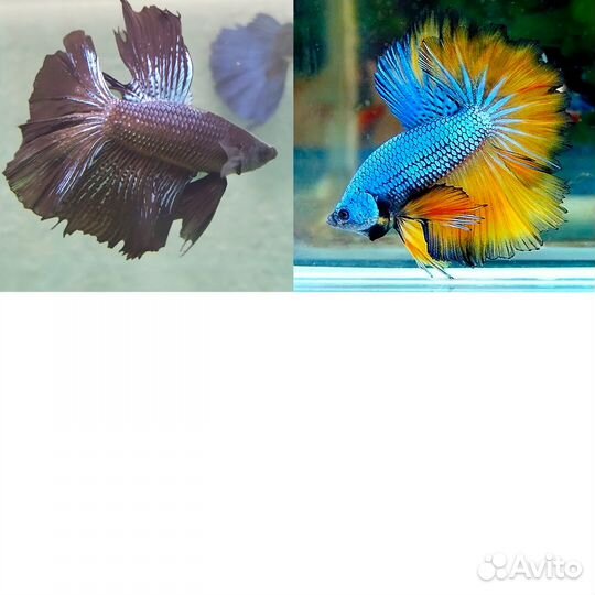 Аквариумные рыбки Петушки - халфмун