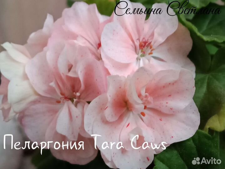 Пеларгония герань