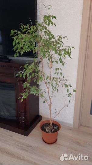 Фикус бенджамина