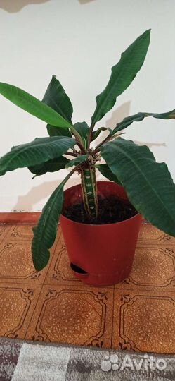 Комнатные цветы