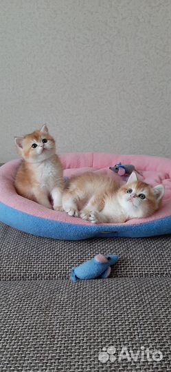 Британский котик