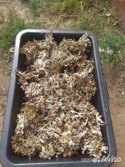 Исландский мох