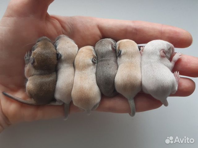 Монгольская песчанка (разноцветные детки)