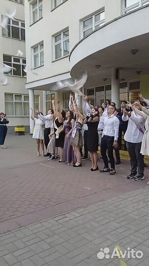 Спортивные голуби для полета