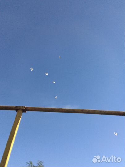 Продажа голубей