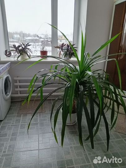 Панданус комнатные цветы