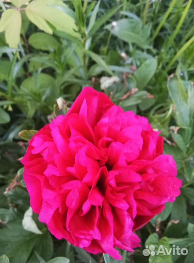 Цветы пионы