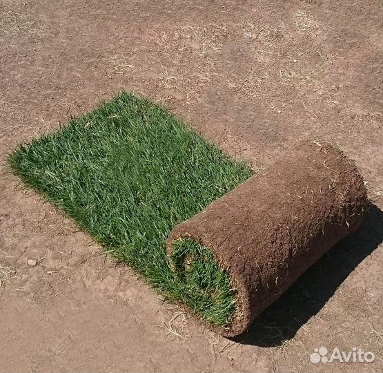 Рулонный газон / укладка газона