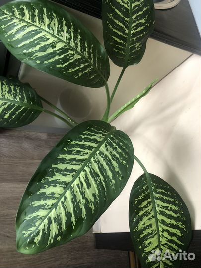 Продам излишки своих растений