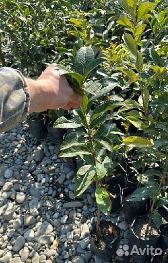 Лавровишня для изгороди