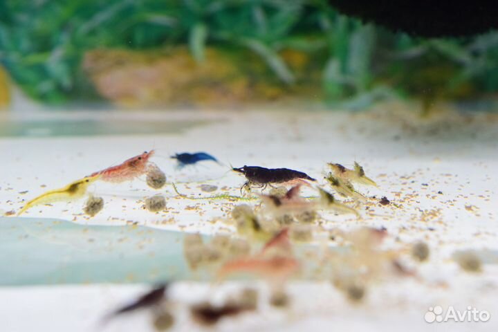 Аквариумные креветки, растения