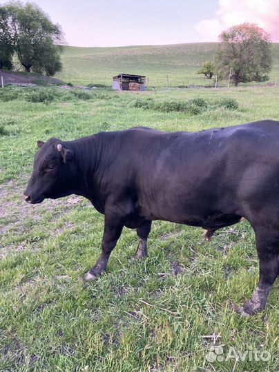 Быки на племя абердин