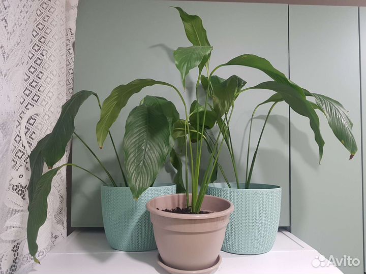 Спатифиллум