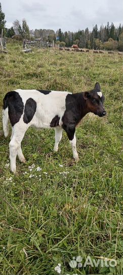 Кобыла с жеребенком