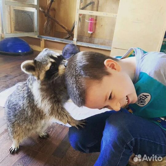 Енотик на праздник