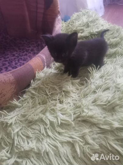 Котенок бесплатно