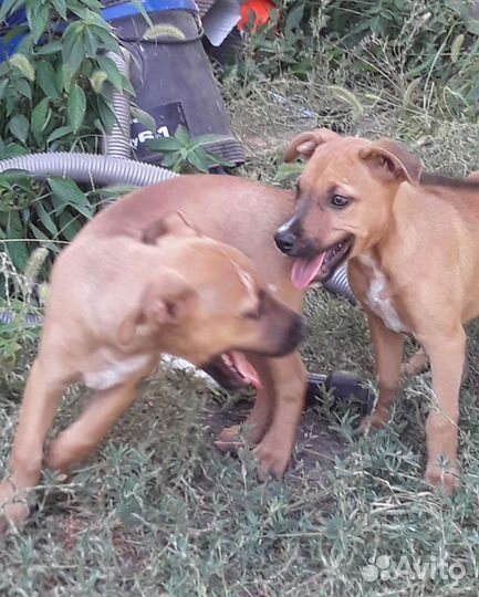 Метисы стаффа в дар