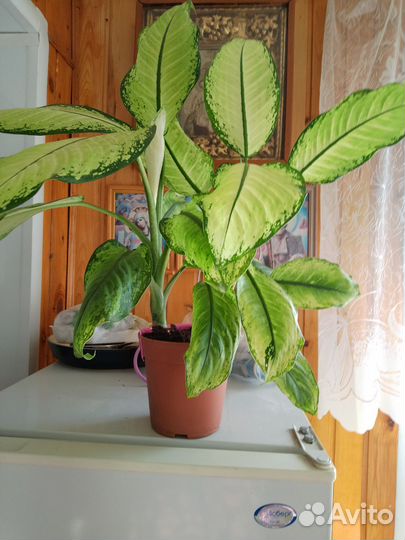 Диффенбахия