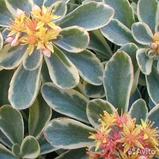 Растения для альпинария