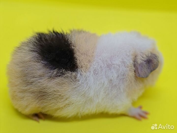 Морские свинки Американский тедди