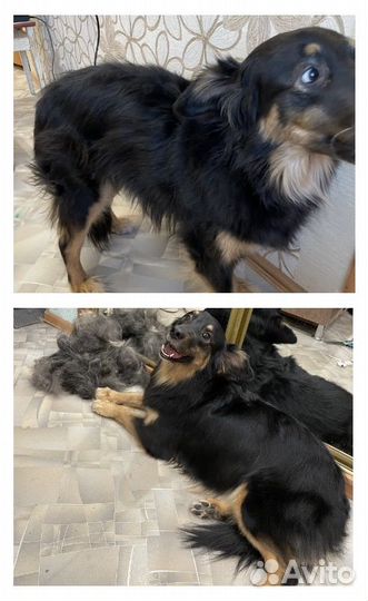 Стрижка и экспресс-линька собак