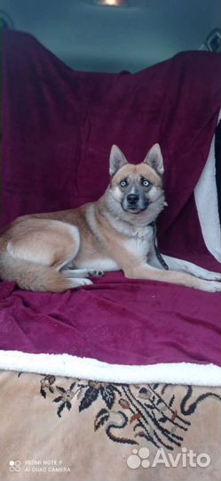 Кобель в добрые руки