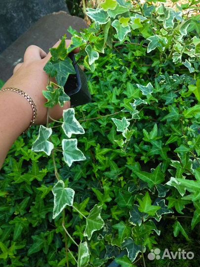 Плющ хедера