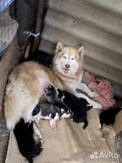 Щенки бесплатно