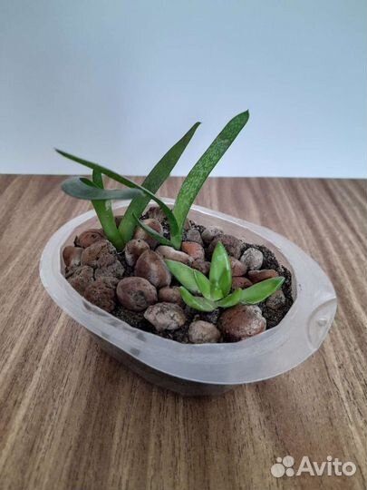 Суккуленты. Комнатные цветы