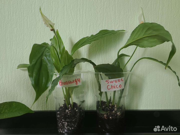 Спатифиллум Шопен, Чопин, Алана