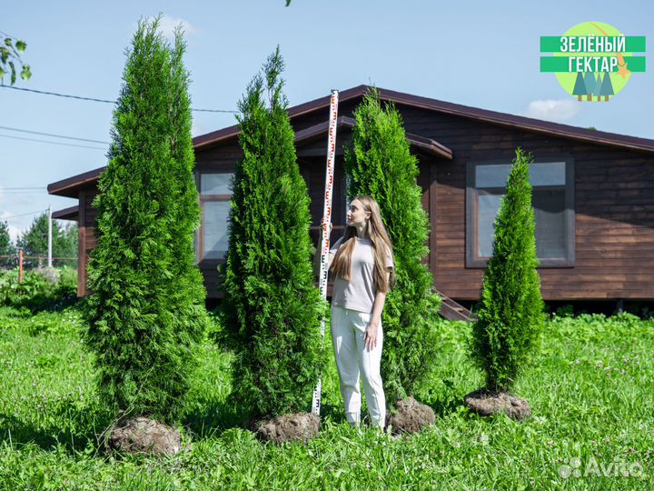 Туя смарагд 200 см свежая копка 2023