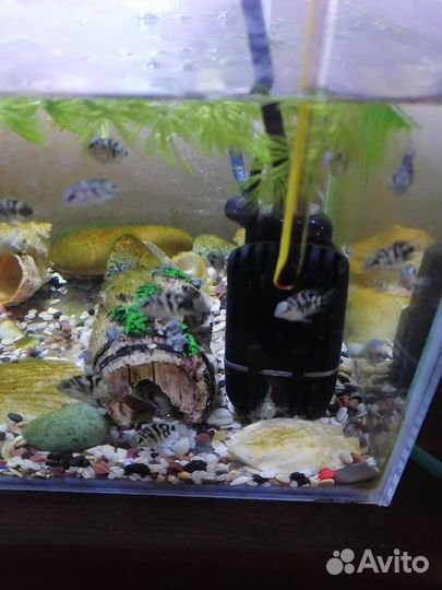 Рыбка сапфировый попугай