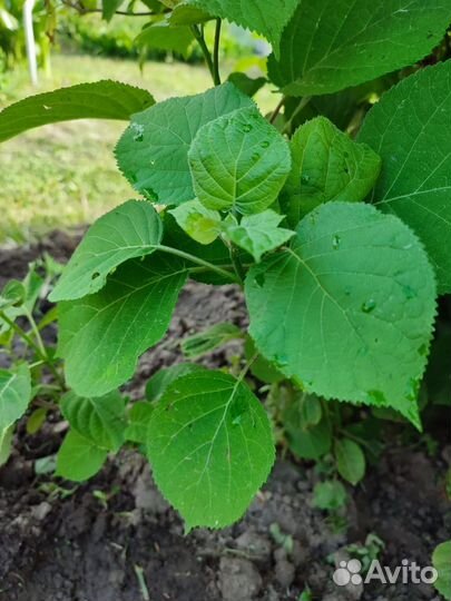 Гортензия белая обычная садовая