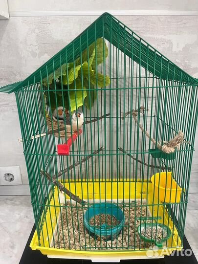 Амадины зебровые выставочные