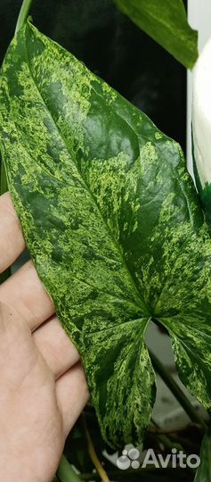 Сингониумы сортовые