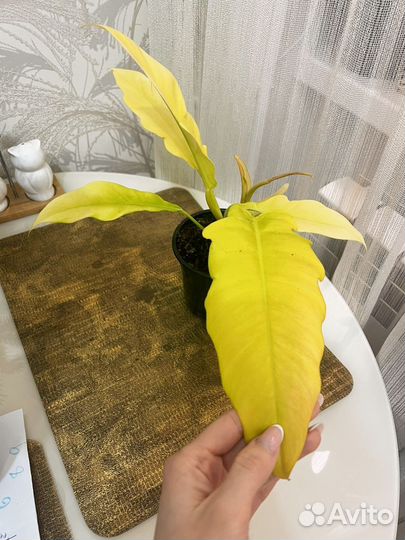 Филодендрон нероу