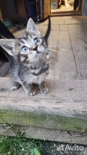 Котята пропадают в садоводстве