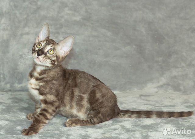 Бенгальские котята из Питомника объявление продам