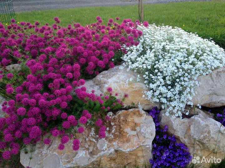 Ясколка-многолетний почвопокровник-цветы для сада