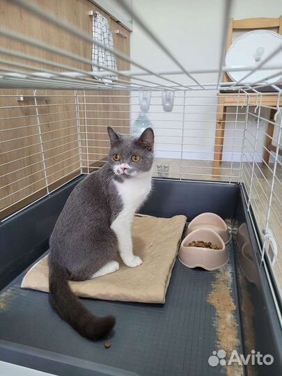 Кошка в дар