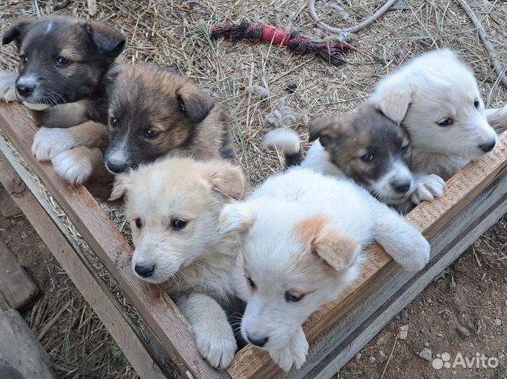 Щенки лайки