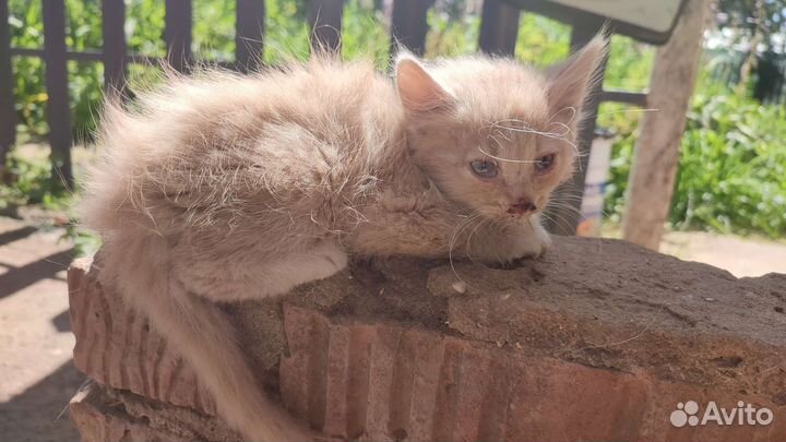 Рыжий котенок в добрые руки бесплатно