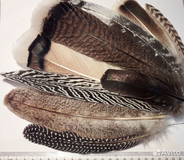 Перья птиц разные