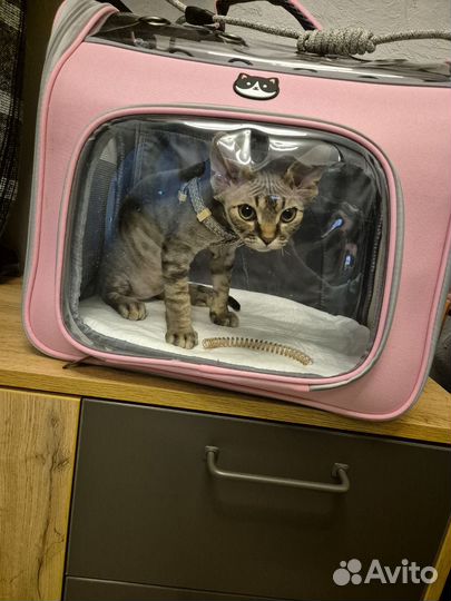 Котенок девон-рекс