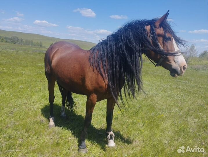 Продам лошадь