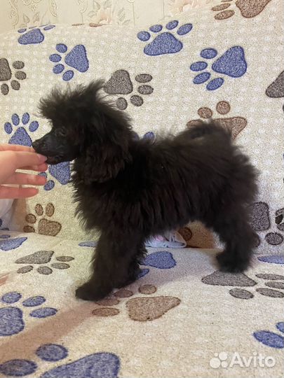 Мальчик тойка - 25тыс