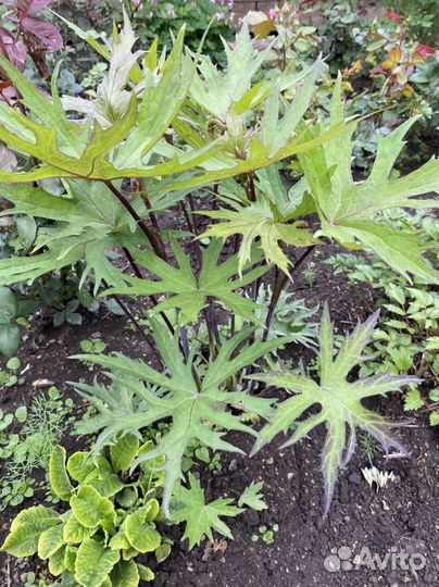 Бузульник и Дицентра